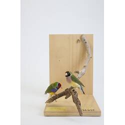 <em>Chloebia gouldiae</em>, Gouldian Finch. [B 21624]