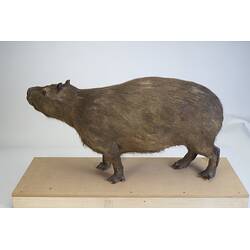 <em>Hydrochoeris hydrochaeris</em>, Greater Capybara. [C 30646]
