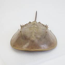Family Limulidae, Horseshoe Crab. [J 76053]