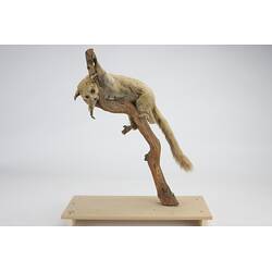 <em>Otolemur crassicaudatus</em>, Brown Greater Galago. [C 30270]
