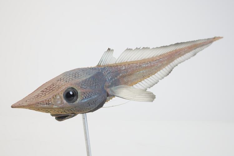 <em>Idiolophorhynchus andriashevi</em>, Pineapple Whiptail, model. [A 19409]