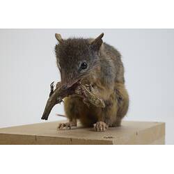 Our Wondrous Planet, Our Wild Family: Taxidermy Mount - Yellow-footed Antechinus, <em>Antechinus flavipes</em>