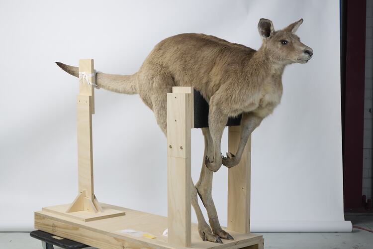 <em>Macropus fuliginosus</em>, Western Grey Kangaroo. [C 36380]