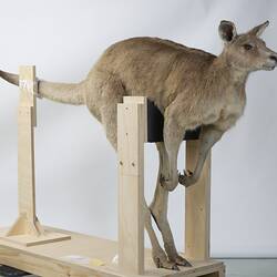 Our Wondrous Planet, Our Wild Family: Taxidermy Mount - Western Grey Kangaroo, <em>Macropus fuliginosus</em>