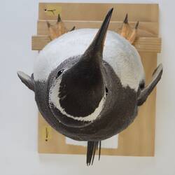 <em>Pygoscelis papua papua</em>, Gentoo Penguin. [B 21020]