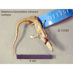 Ventral view of skink with label attached.
