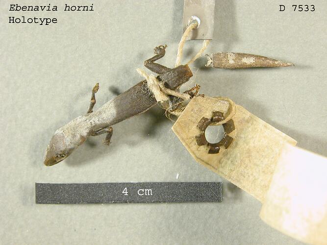 Dorsal view of gecko specimen with broken tail.