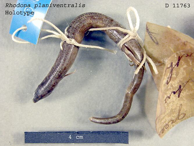 Dorsal view of lizard with specimen labels.