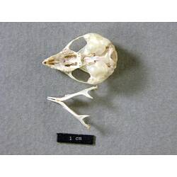 Possum lower jaw beside skull, ventral views.