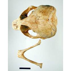 Seal lower jaw beside skull, external surfaces visible.