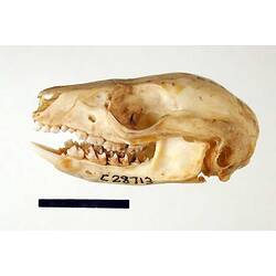 Lateral view of possum skull.