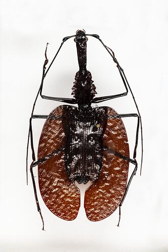 <em>Mormolyce phyllodes</em>, Violin beetle. [COL 143769]
