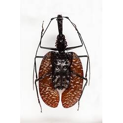 Our Wondrous Planet, Our Wild Family: Dry Specimen - Violin Beetle, <em>Mormolyce phyllodes</em> Hagenbach, 1825
