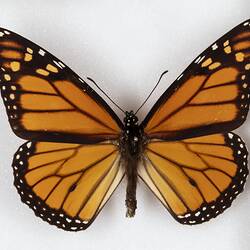 Our Wondrous Planet, Our Wild Family: Dry Specimen - Monarch, <em>Danaus plexippus</em> (Linnaeus, 1758)