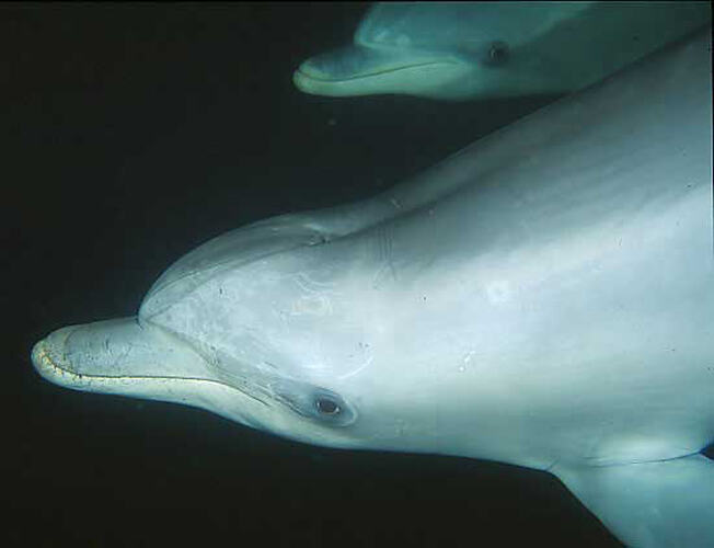 A Bottlenose Dolphin swimming in dark water.