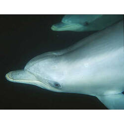 <em>Tursiops truncatus</em>, Bottlenose Dolphin