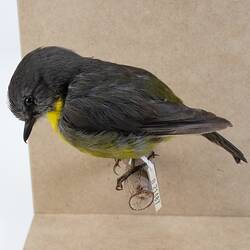 <em>Eopsaltria australis australis</em>, Eastern Yellow Robin. [B 21487]