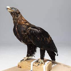 <em>Aquila audax audax</em>, Wedge-tailed Eagle. [B 21635]