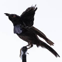 <em>Lophorina superba minor</em>, Superb Bird-of-Paradise. [60300]