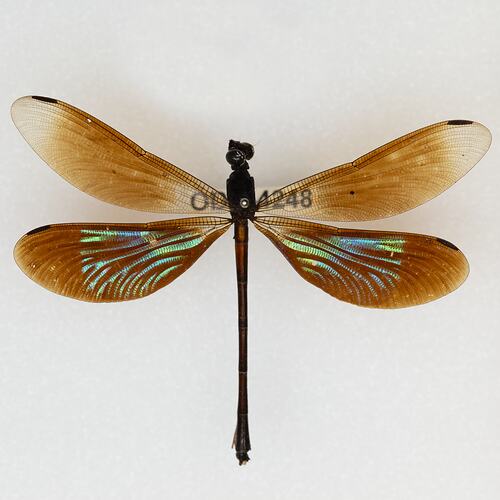 <em>Rhinocypha tincta</em>, Papuan Jewel. [ODO 4248]