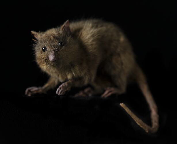 <em>Tarsipes rostratus</em>, Honey Possum. [C 31225]