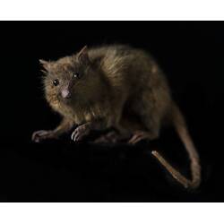 Our Wondrous Planet, Our Wild Family: Taxidermy Mount - Honey Possum, <em>Tarsipes rostratus</em>