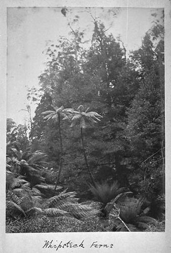 THE DANDENONGS (Continued) 1893. Whipstick ferns
