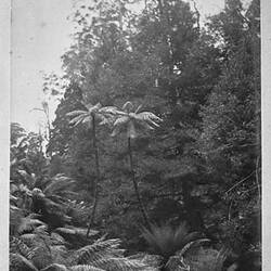Photograph - by A.J. Campbell, Ferntree Gully, Dandenong Ranges, Victoria, circa 1890