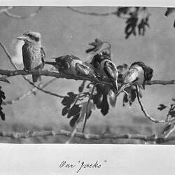 Photograph - 'Our Jacks', by A.J. Campbell, Victoria, circa 1895