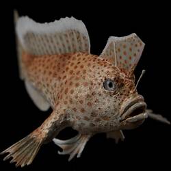 <em>Brachionichthys hirsutus</em>, Spotted Handfish, model. [A 30655-001]
