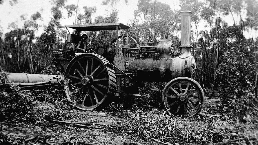 [Gathering eucalyptus leaves that will be distilled to produce eucalyptus oil, Kamarooka, near Bendigo, about 1930. The eucalyptus scrub is being crushed by a roller made from an old boiler.]