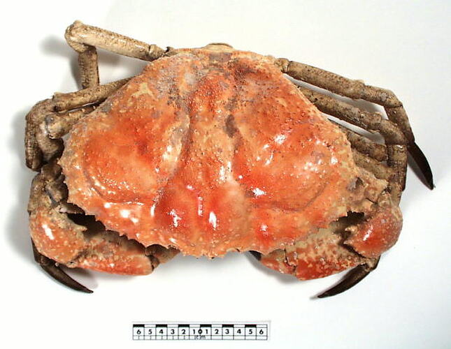 Dorsal view of crab beside scale bar.