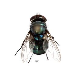 Dorsal view of pinned blowlfy specimen.