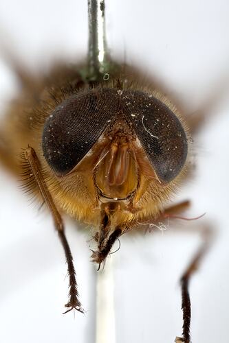 Head front view of pinned blowlfy specimen.