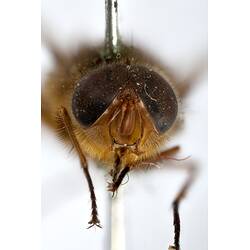 Head front view of pinned blowlfy specimen.