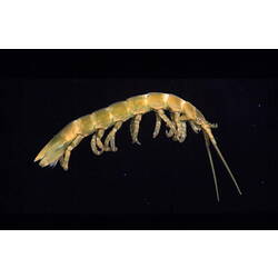 Sea centipede, viewed from side.