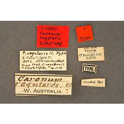 Entomology type specimen labels.