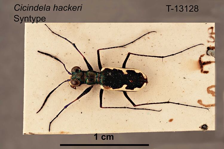 Beetle specimen, dorsal view.