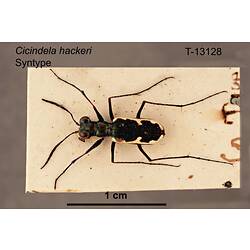 Beetle specimen, dorsal view.