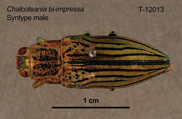 Jewel beetle specimen, male, dorsal view.