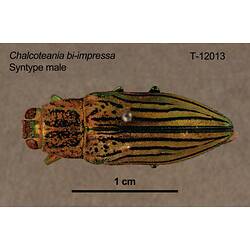 <em>Chalcotaenia biimpressa</em> Carter, 1913
