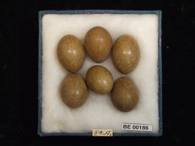 Six bird eggs with specimen labels in box.