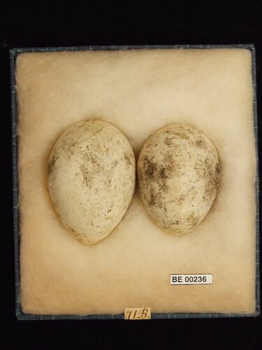 Two bird eggs with specimen labels in box.