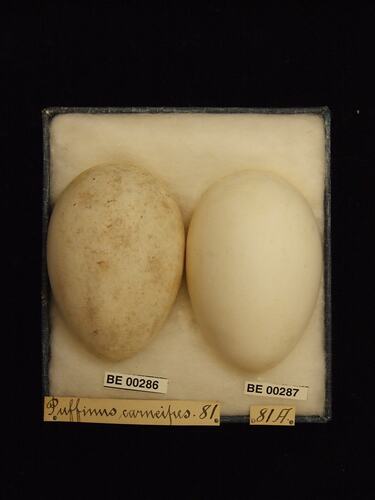 Two bird eggs with specimen labels in box.