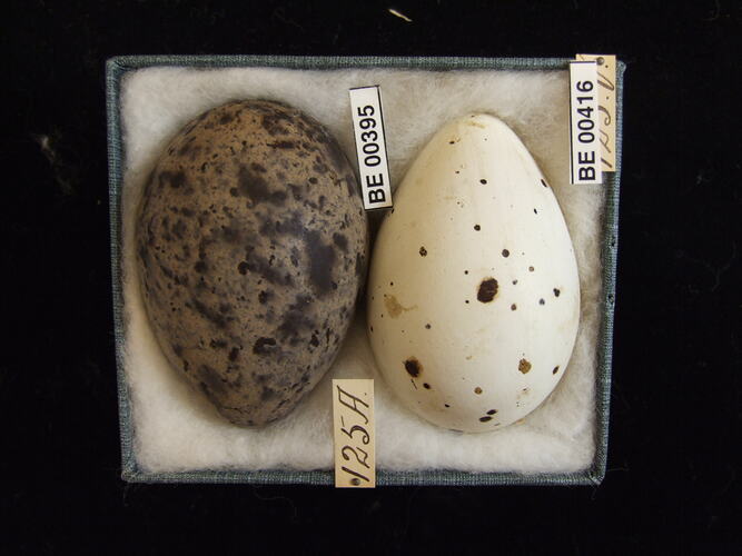 Two bird eggs with specimen labels in box.