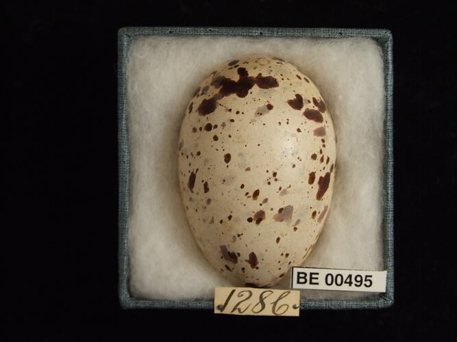 Bird egg with specimen labels in box.