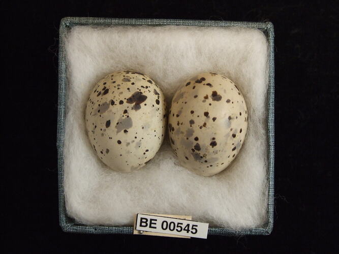 Two bird eggs with specimen labels in box.