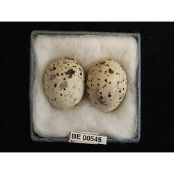 <em>Sternula albifrons sinensis</em> (Gmelin, 1789)