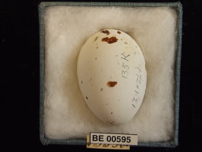 Bird egg with specimen labels in box.