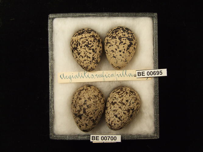 Four bird eggs with specimen labels in box.